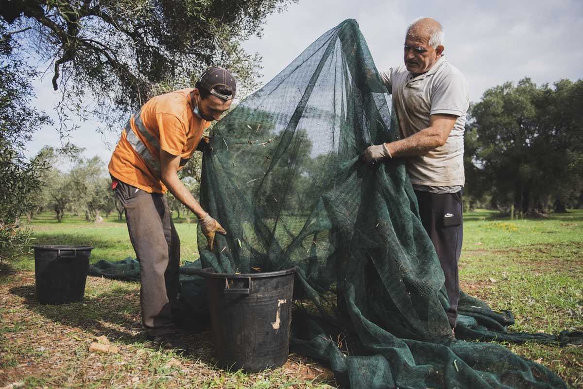 Olio Extra Vergine di Oliva Puglia